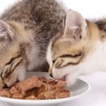 Best Wet food for cats 2021