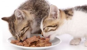 Best Wet food for cats 2021