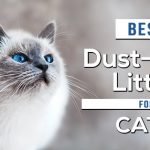 Best Dust Free Cat Litter