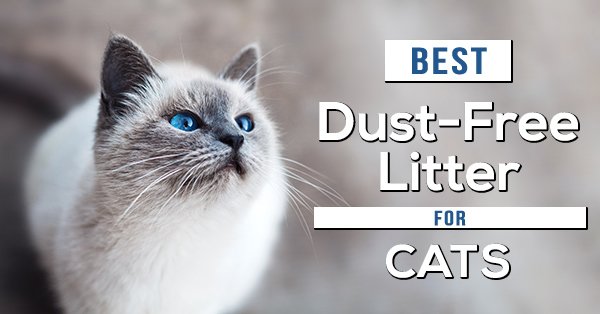 Best Dust Free Cat Litter