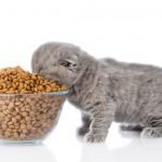 10 Best Kitten Foods of 2021