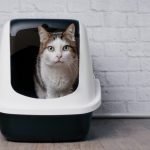 Top 9 Best self-cleaning litter box to Buy in 2021