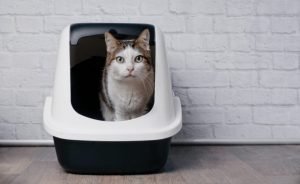 Top 9 Best self-cleaning litter box to Buy in 2021