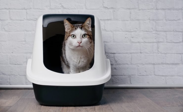 Top 9 Best self-cleaning litter box to Buy in 2021