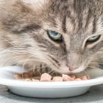 Best low Carb Cat Food 2020