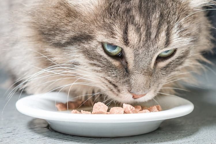 Best low Carb Cat Food 2020