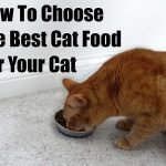 How to Choose Best Cat Foods