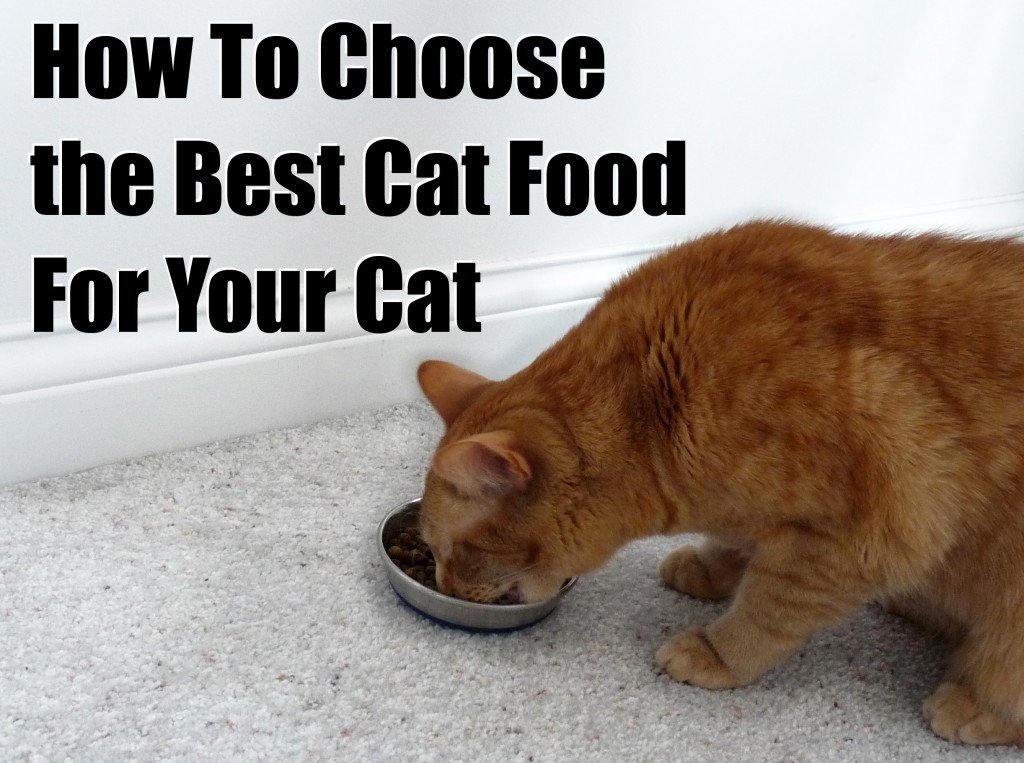 How to Choose Best Cat Foods