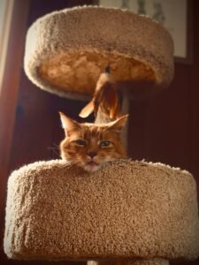 Best Cat Tree for Large Cats