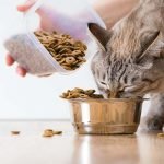 Best Grain Free Cat Foods of 2021