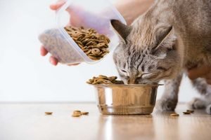 Best Grain Free Cat Foods of 2021