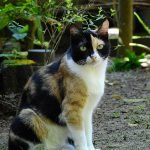 Fun Facts about Calico Cats