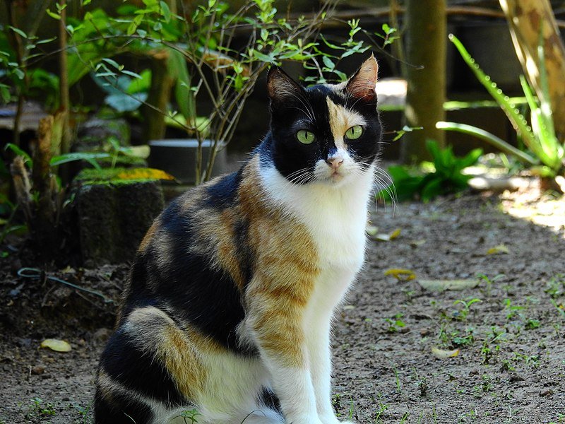 Fun Facts about Calico Cats