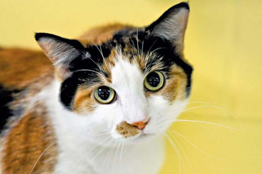 Calico Cats