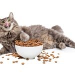 Is Dry Food Bad For Cats