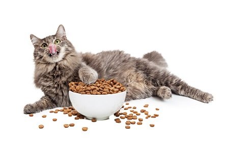 Is Dry Food Bad For Cats