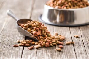 top dry cat foods of 2021