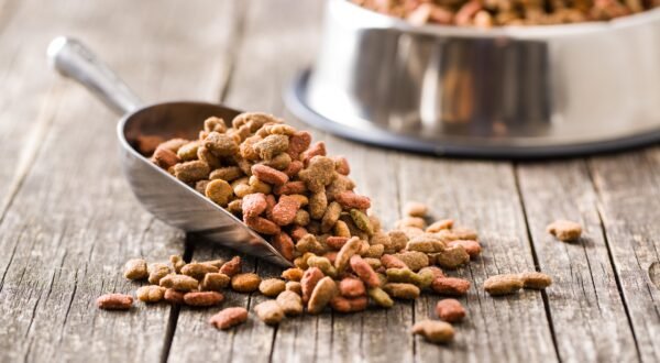 top dry cat foods of 2021