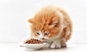 Best Kitten Foods 2021