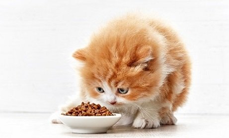 Best Kitten Foods 2021