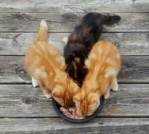 what age can kittens eat wet food