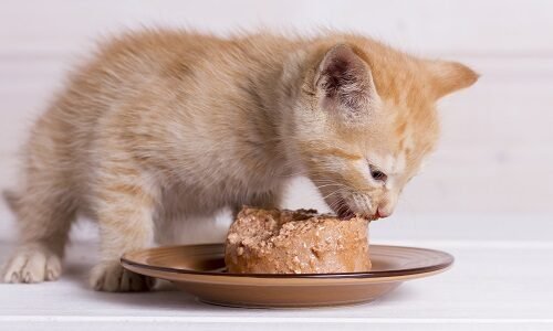 Introducing Wet Cat Food to Kittens