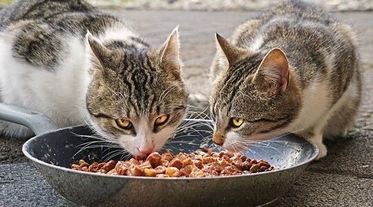 Indoor Cat Dry Food