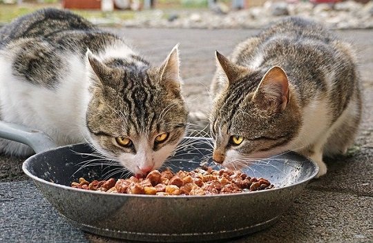 7 Best Indoor Cat Dry Food Products - Best Cat Foods Advisor