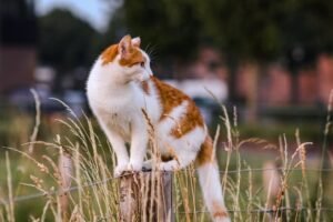 Can cats eat food with grain