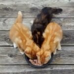 what to look for in cat food