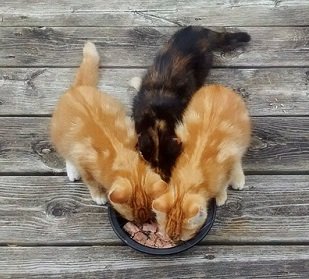 what to look for in cat food