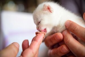what do 4 week old kittens eat