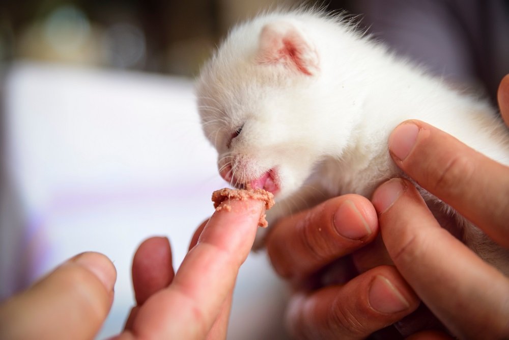 What Do 4 Week Old Kittens Eat Best Cat Foods Advisor