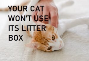 Cat Suddenly Refuses to Use Litter Box