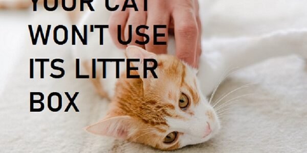 Cat Suddenly Refuses to Use Litter Box