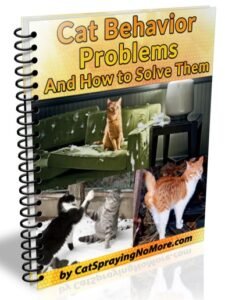 Cat Behavior Problems And How to Solve Them 