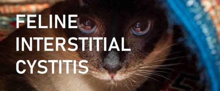 Interstitial Cystitis in Cats