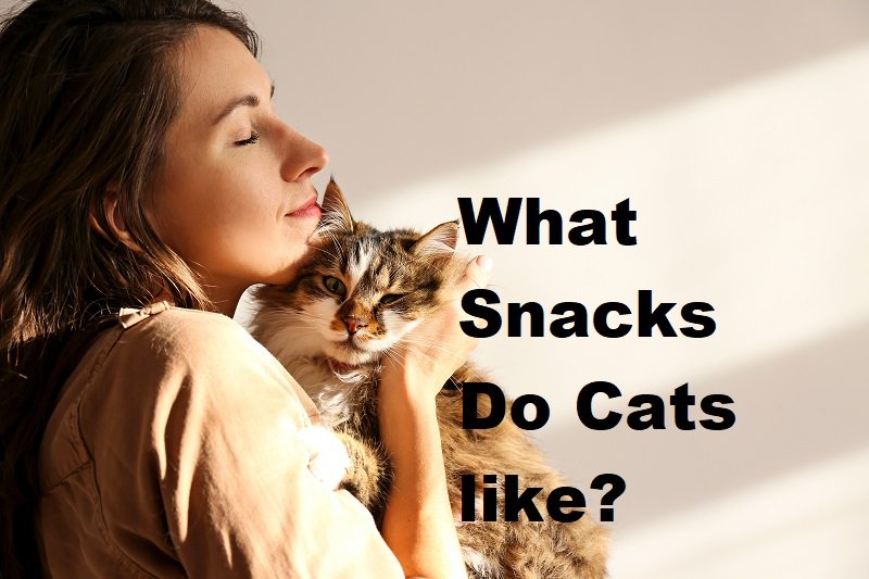 What Snacks Do Cats like? Best Cat Foods Advisor