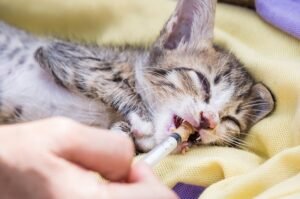 Hydrating your Sick Kitten with a Syringe