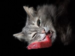 why do cats need taurine