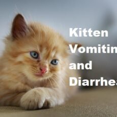 Kitten Vomiting and Diarrhea (Causes and Treatment)
