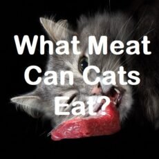 What Meat Can Cats Eat? (and meat bad for cats)