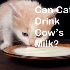 Can Cats Drink Cow’s Milk?