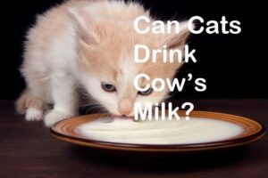 Can Cats Drink Cow Milk