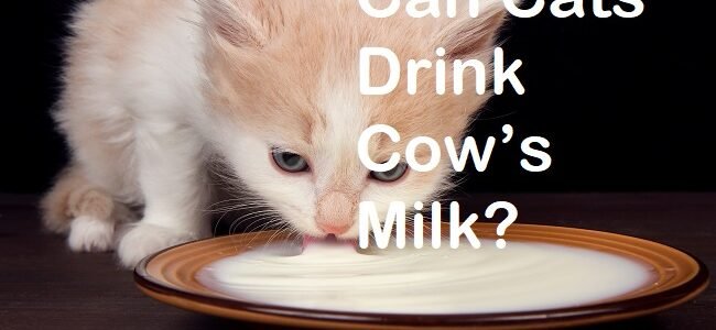 Can Cats Drink Cow Milk