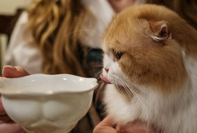 View of Can Cats Drink Milk? - Chewy.com