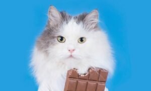 can cats eat chocolate