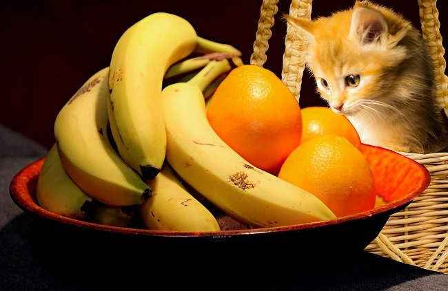 Can Cats Eat Fruit Safe Cat Treats Fruit Toxic To Cats Cat Food can-cats-eat-human-food