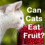 Can a cat eat fruit