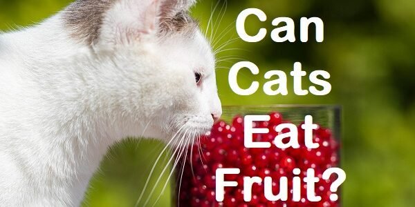 Can a cat eat fruit